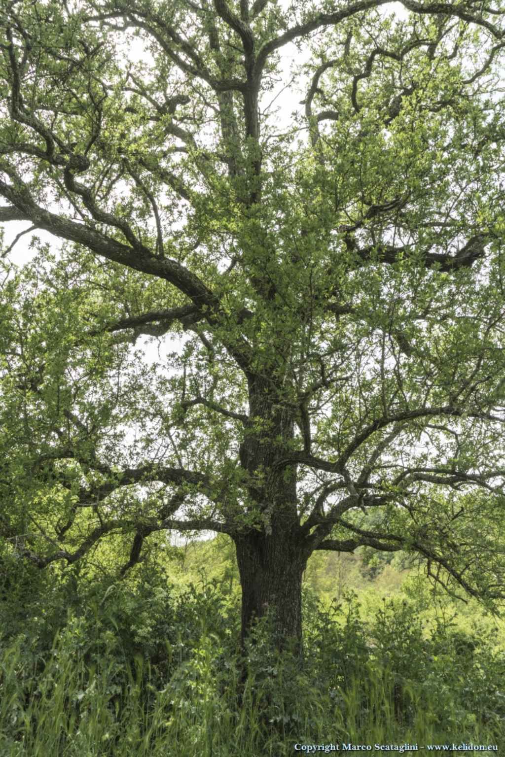 Albero che non riesco a determinare